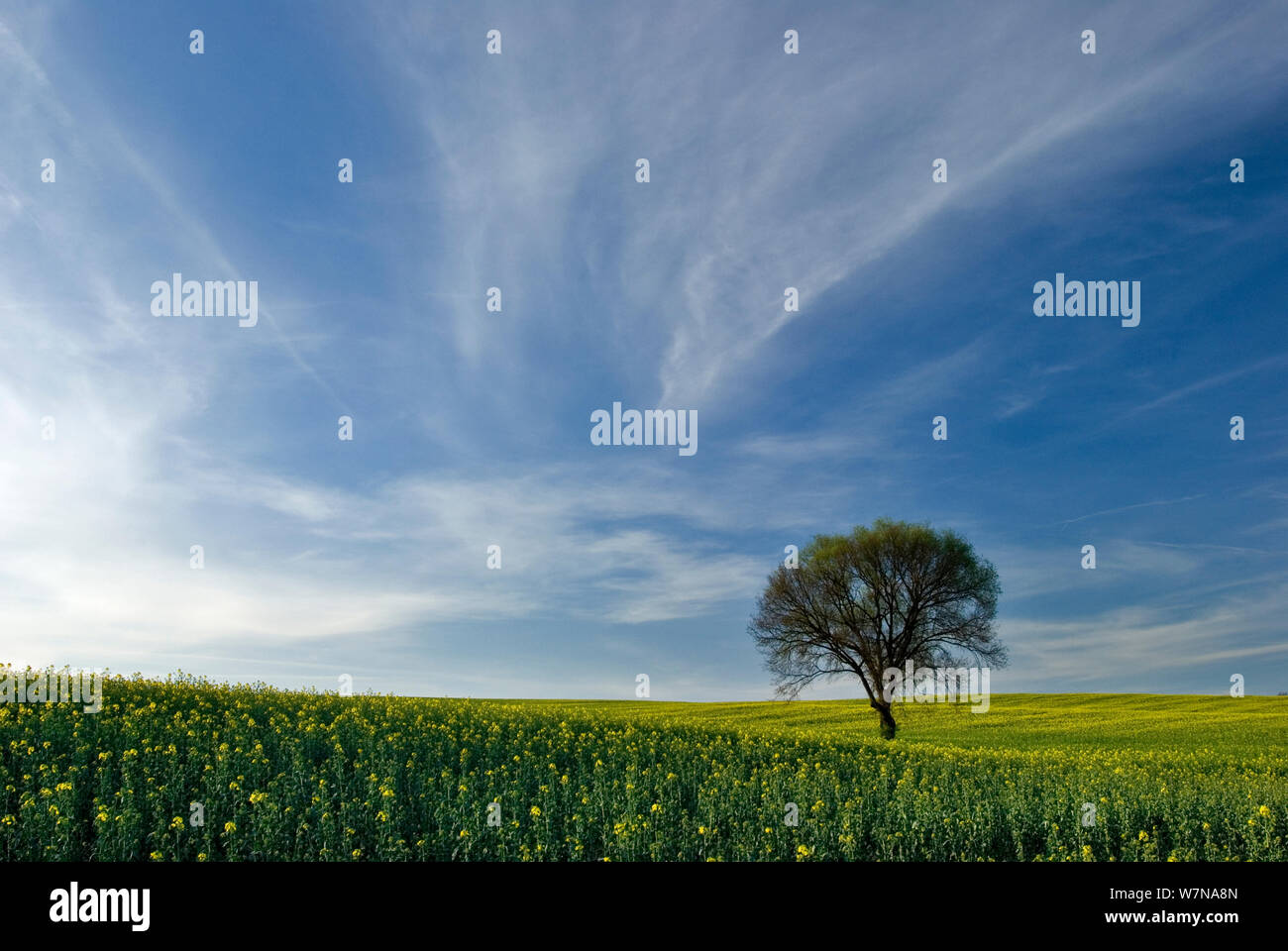 Rape field with single tree in distance, Germany. April Stock Photo
