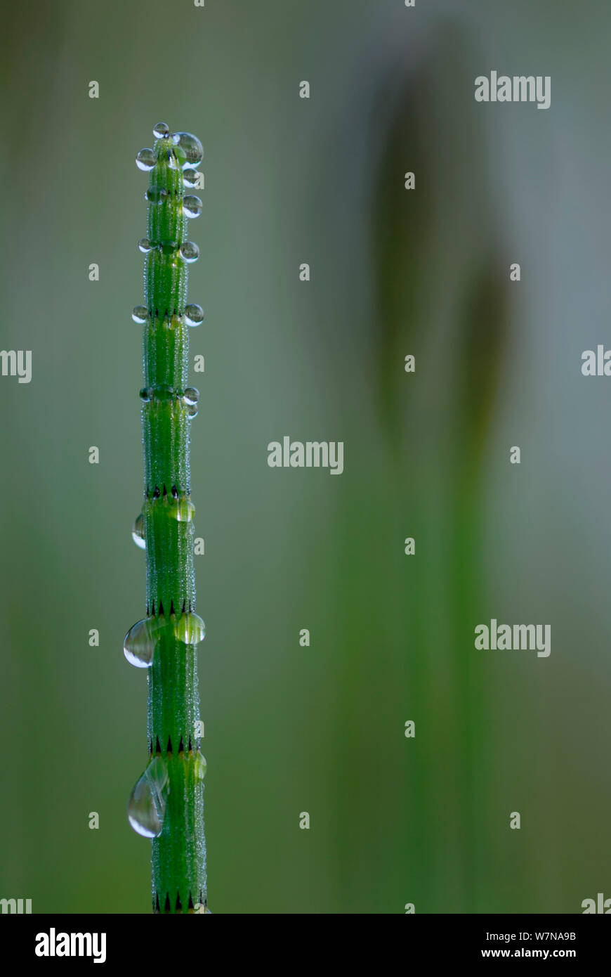 Water Horsetail (Equisetum fluviatile) close-up  with water droplets, Germany, May Stock Photo