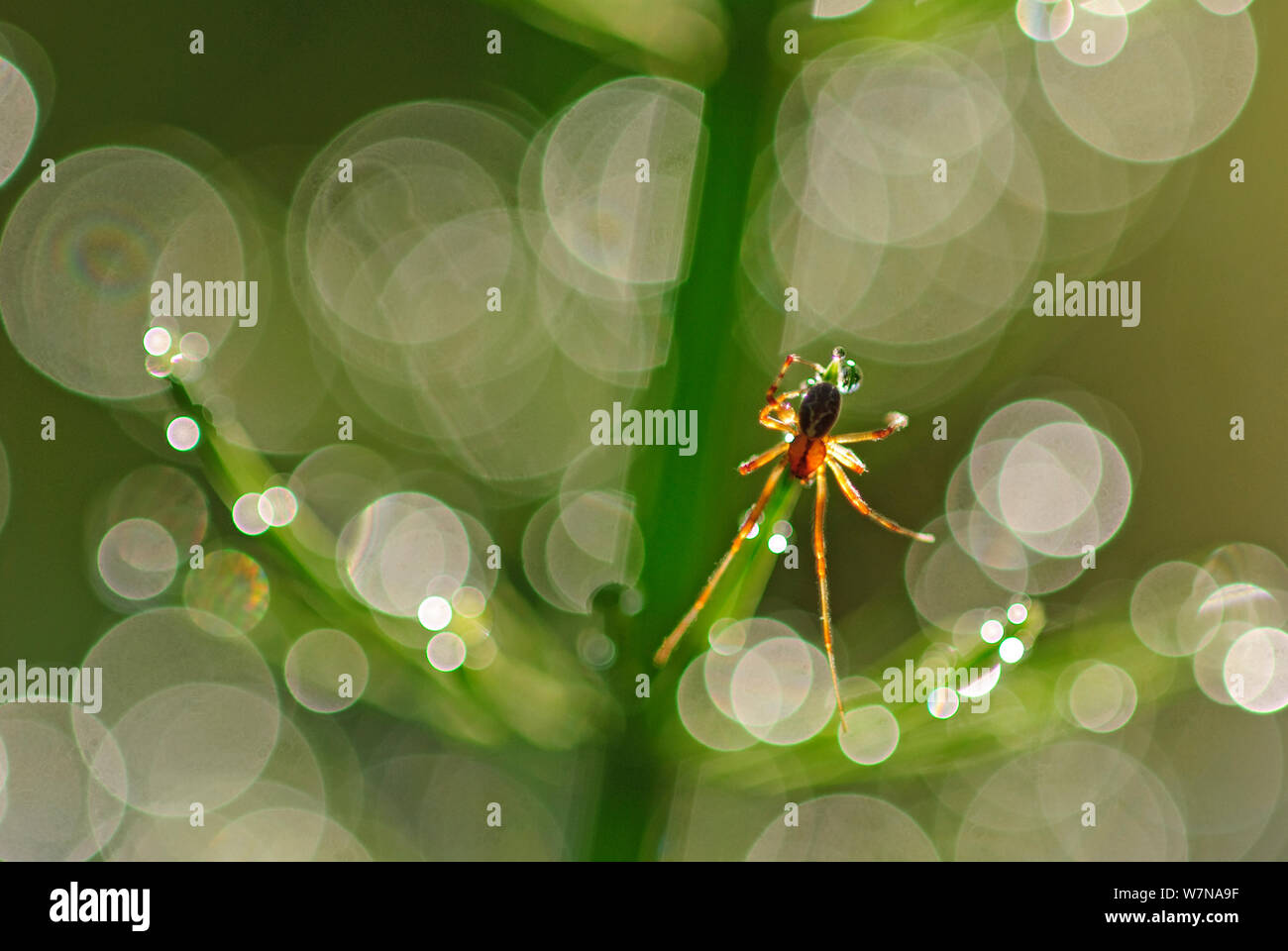 Spider (Pachygnathus listeri ) on Water Horsetail (Equisetum fluviatile) with spider possibly (Pachygnathus lesteri) Germany, May Stock Photo