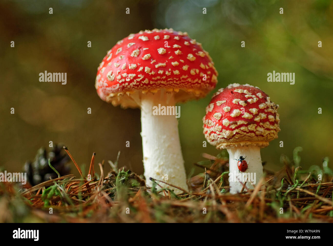 Fly Agaric (Amanita muscaria) with Ladybird (Coccinella magnifica) Granzin, Mecklenburg-Vorpommern, Germany, October Stock Photo