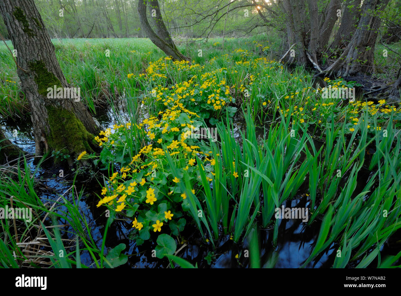 Marsh Marigold (Caltha palustris) flowering in  Alder carr  Mecklenburg-Vorpommern, Germany, April Stock Photo