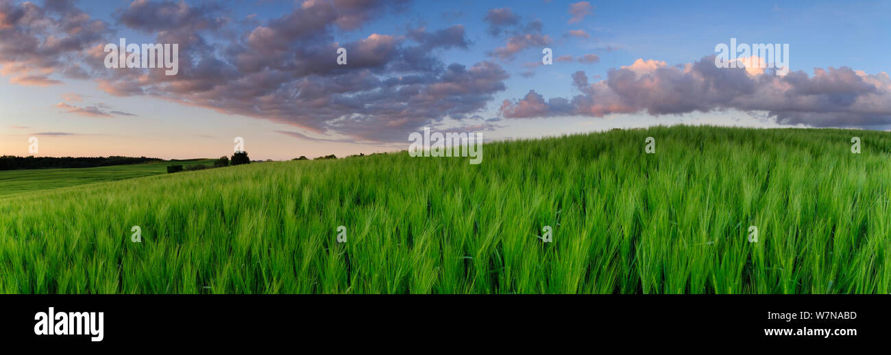 Field of green barley, Jennyhof, Mecklenburg-Vorpommern, Germany, May Stock Photo