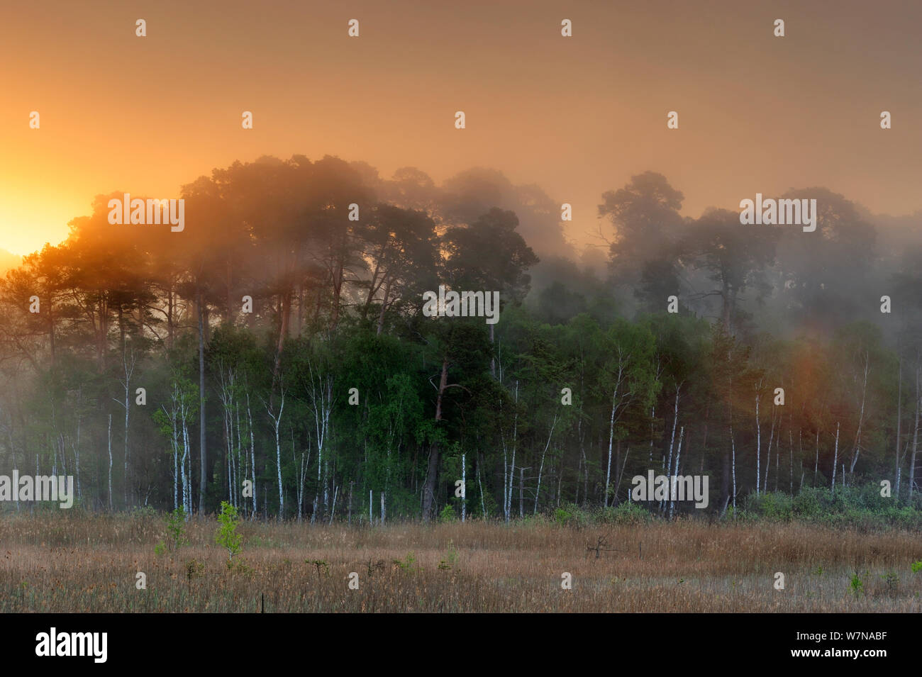 Dawn sunrise over woodlands of Serrahnbruch, Muritz National Park, Germany, May Stock Photo