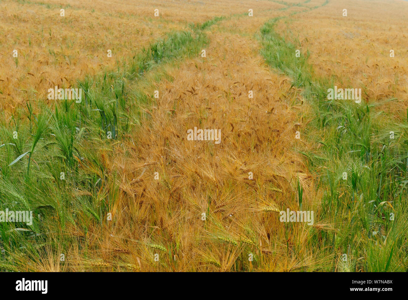 Field of ripe barley with green barley growing in vehicle tracks (Hordeum vulgare) Germany, July Stock Photo