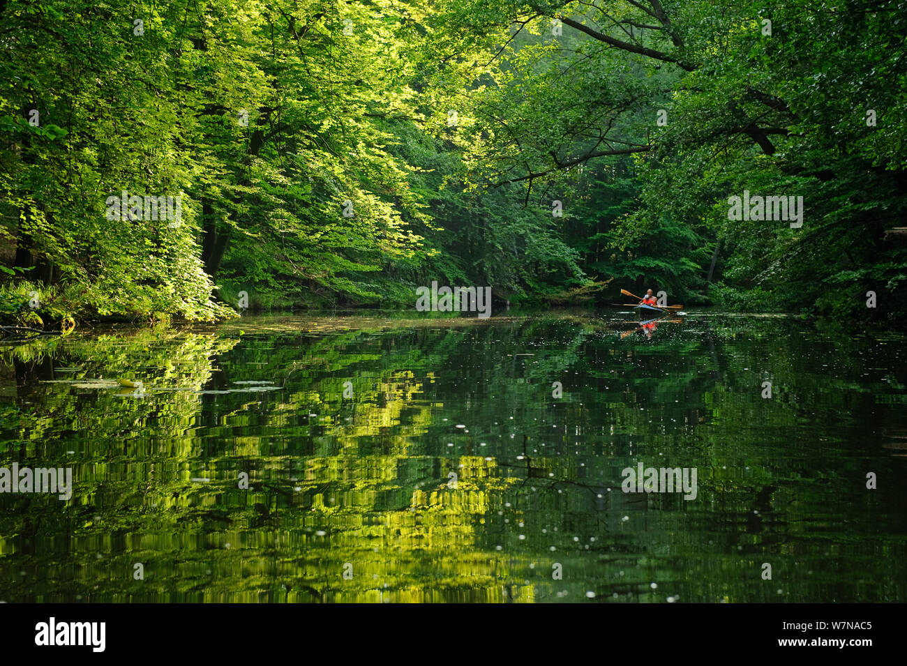 Havel River with person in canoe in the distance, Muritz National Park, Germany, July Stock Photo