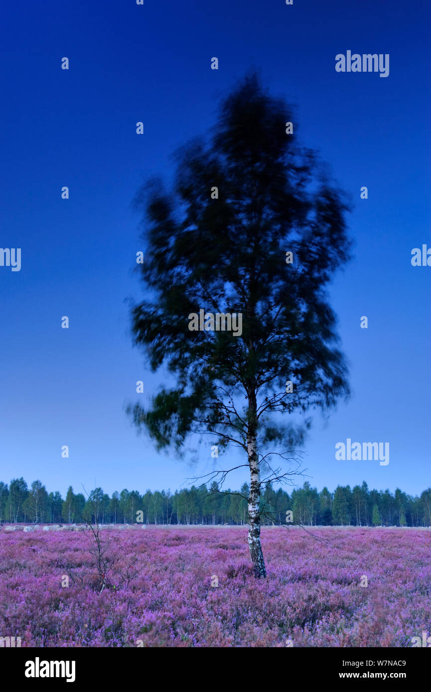 European white birch (Betula pubescens) tree in flowering Common Heather (Calluna vulgaris), Reicherskreuzer Heide, Schlaubetal, Germany, early morning, May Stock Photo