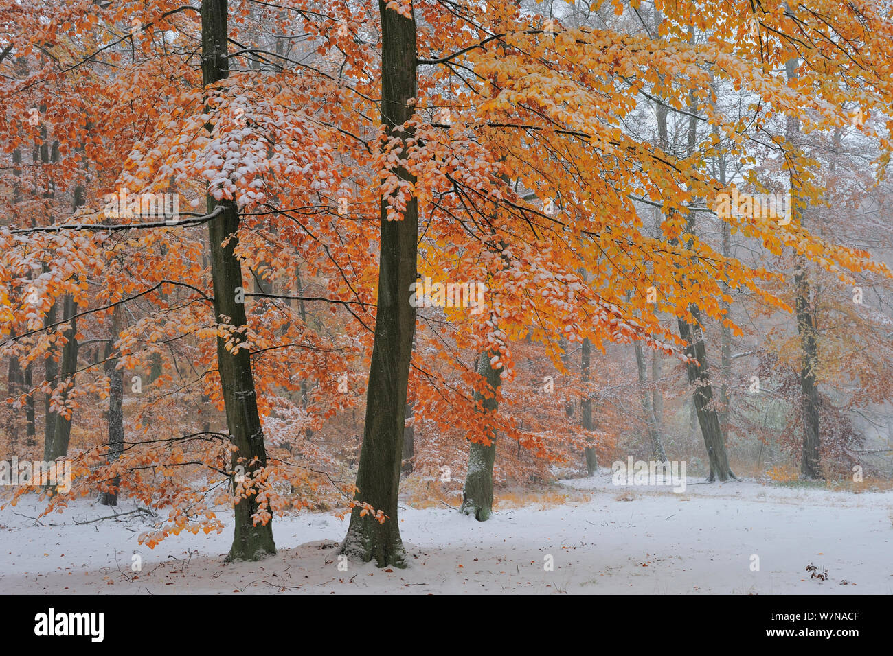 European Beech (Fagus sylvatica) woodland with autumn leaves and early fall of snow, Serrahn, Muritz National Park, UNESCO World Natural Heritage Site, November Stock Photo
