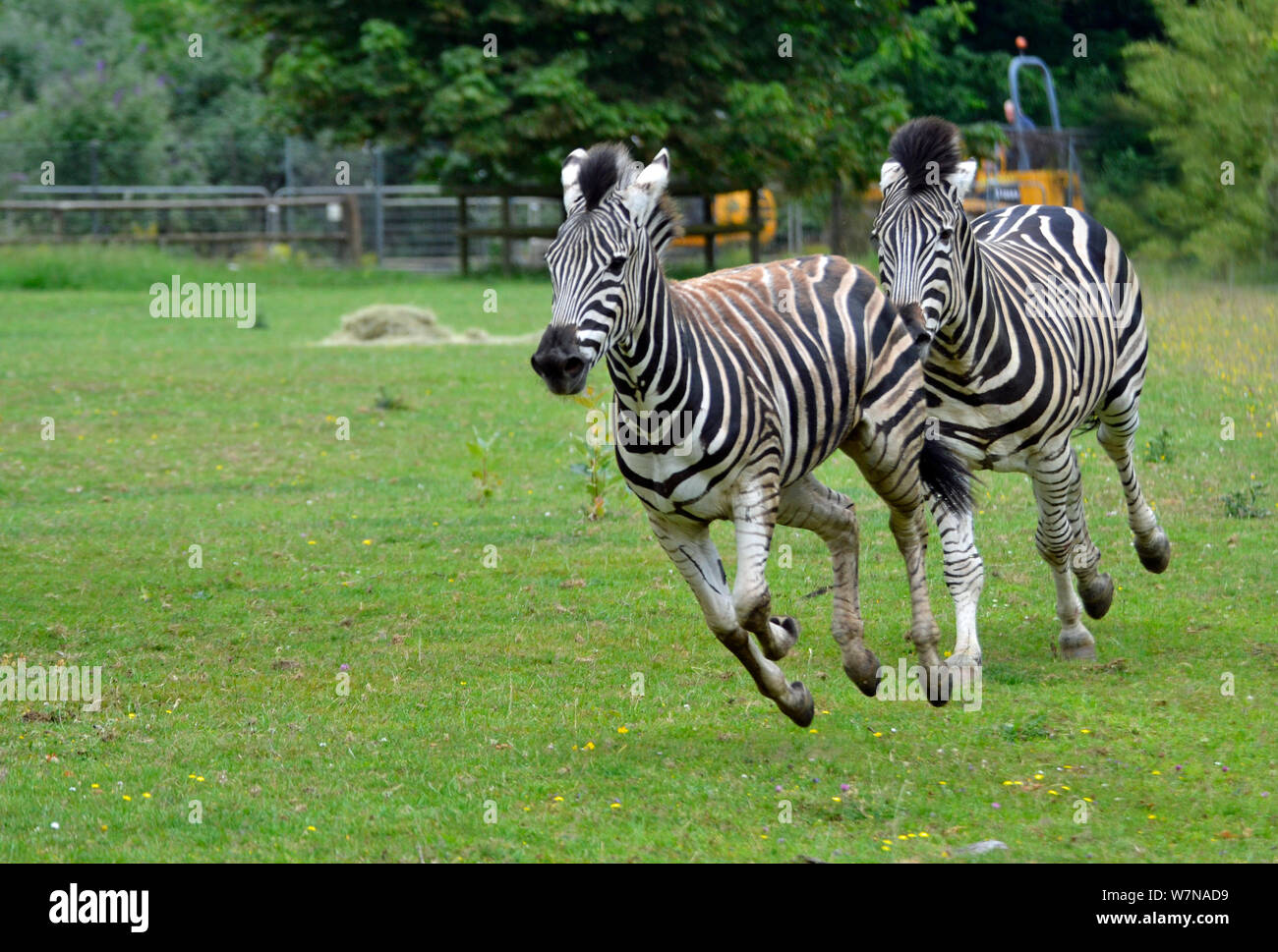 Zebras running and chasing one another at Cotswold Wildlife Park