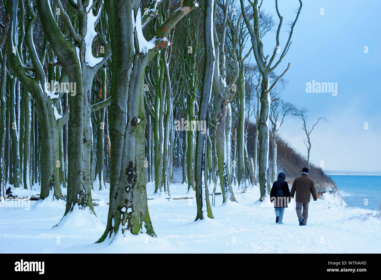 Couple walking by European Beech (Fagus sylvatica) woodland, Gespensterwald / Ghost wood, Baltic sea, Nienhagen, Germany, January Stock Photo