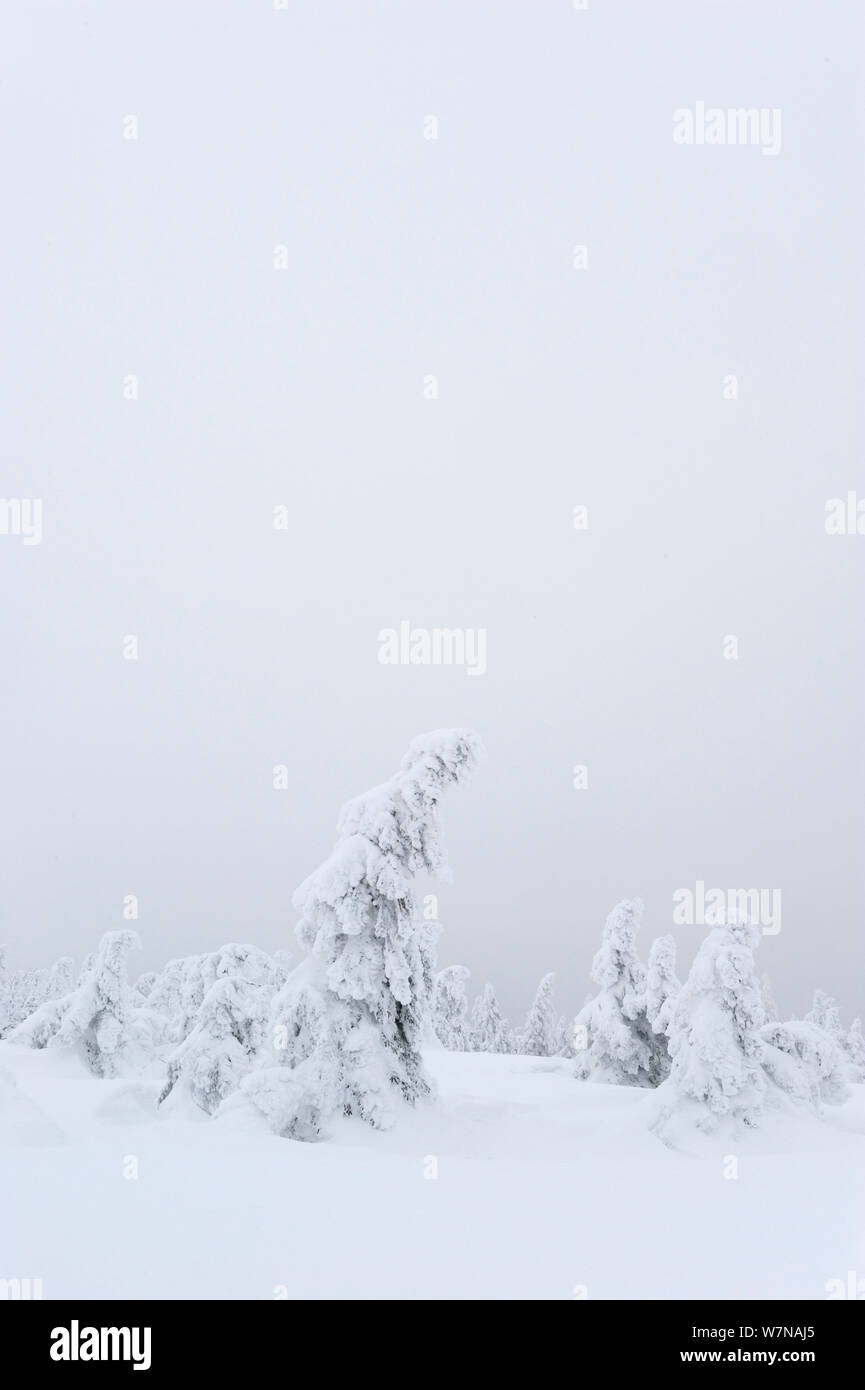 Norway Spruce (Picea abies) trees covered in snow, Harz National Park, Brocken, Germany, February Stock Photo