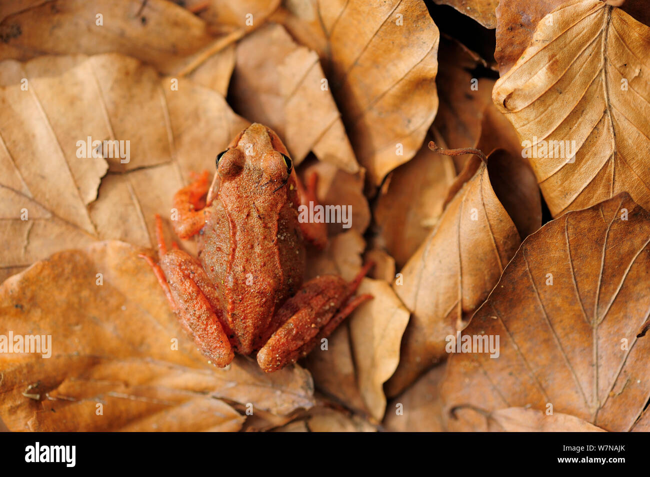 Moor Frog (Rana arvalis) on leaves, Germany, April Stock Photo