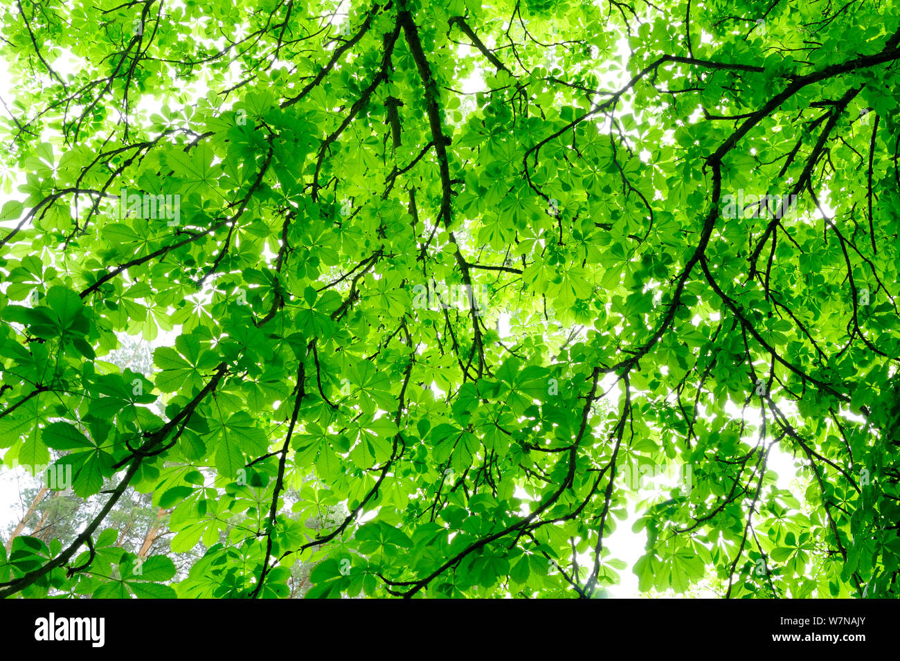 European Beech (Fagus sylvatica) leaves in spring, Serrahner Buchenwald National Park, Germany, UNESCO World Natural Heritage Site, May Stock Photo