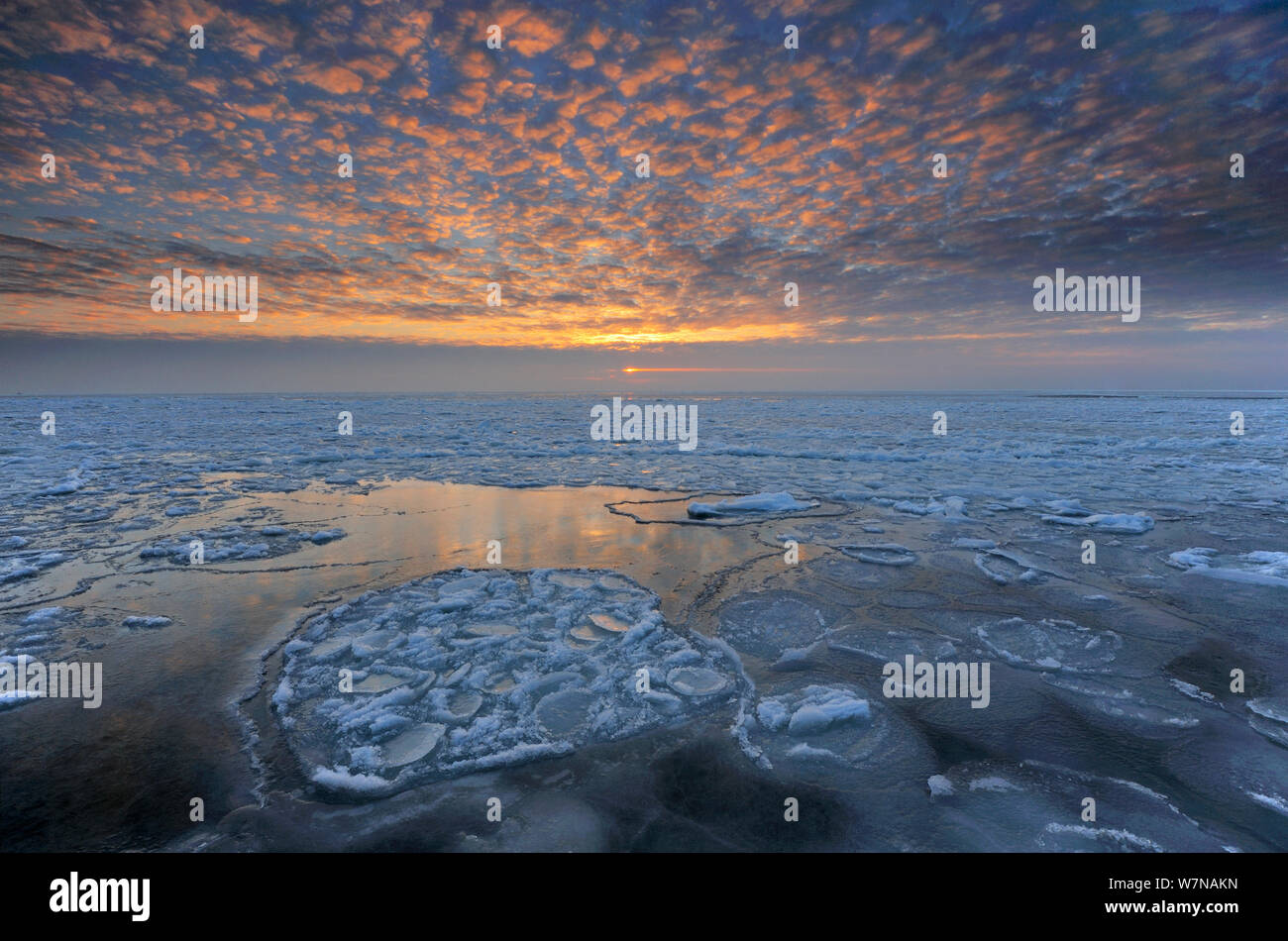 Ice formations on the Baltic Sea at sunrise, Jasmund National Park, Germany, February Stock Photo