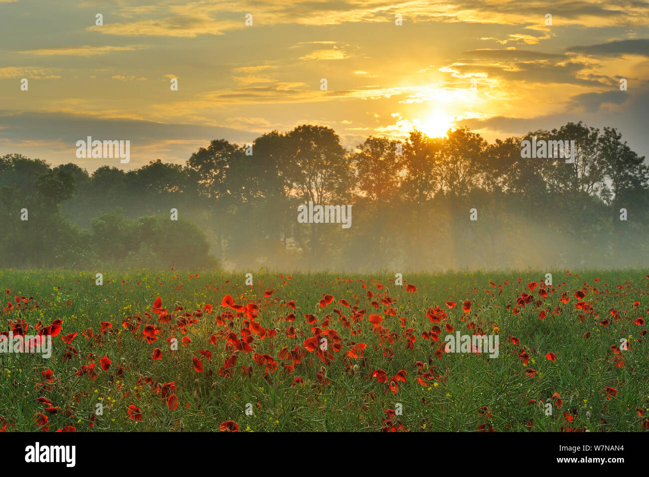 Corn Poppies (Papaver rhoeas) in field at sunset on a misty morning, with trees in the background, Germany, June Stock Photo