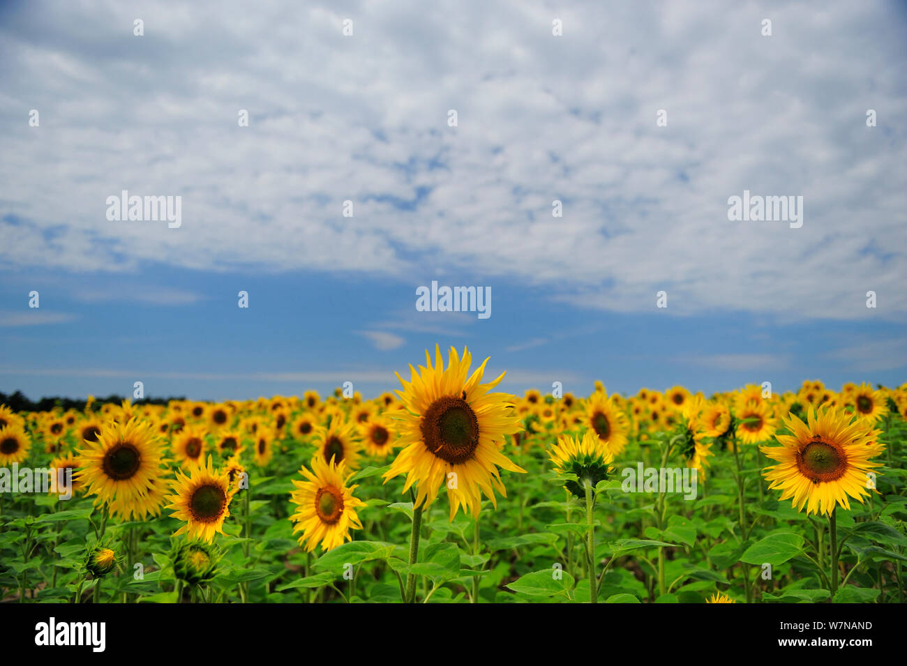 Field of flowering Sunflowers (Helianthus annuus) Gransee, Brandenburg, Germany, July Stock Photo