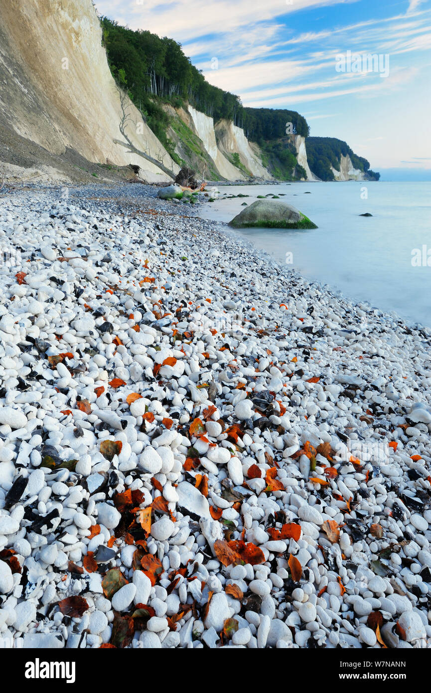 White chalk cliffs and pebble beach along the coast of the Baltic Sea, Jasmund National Park, Germany, August 2011 Stock Photo