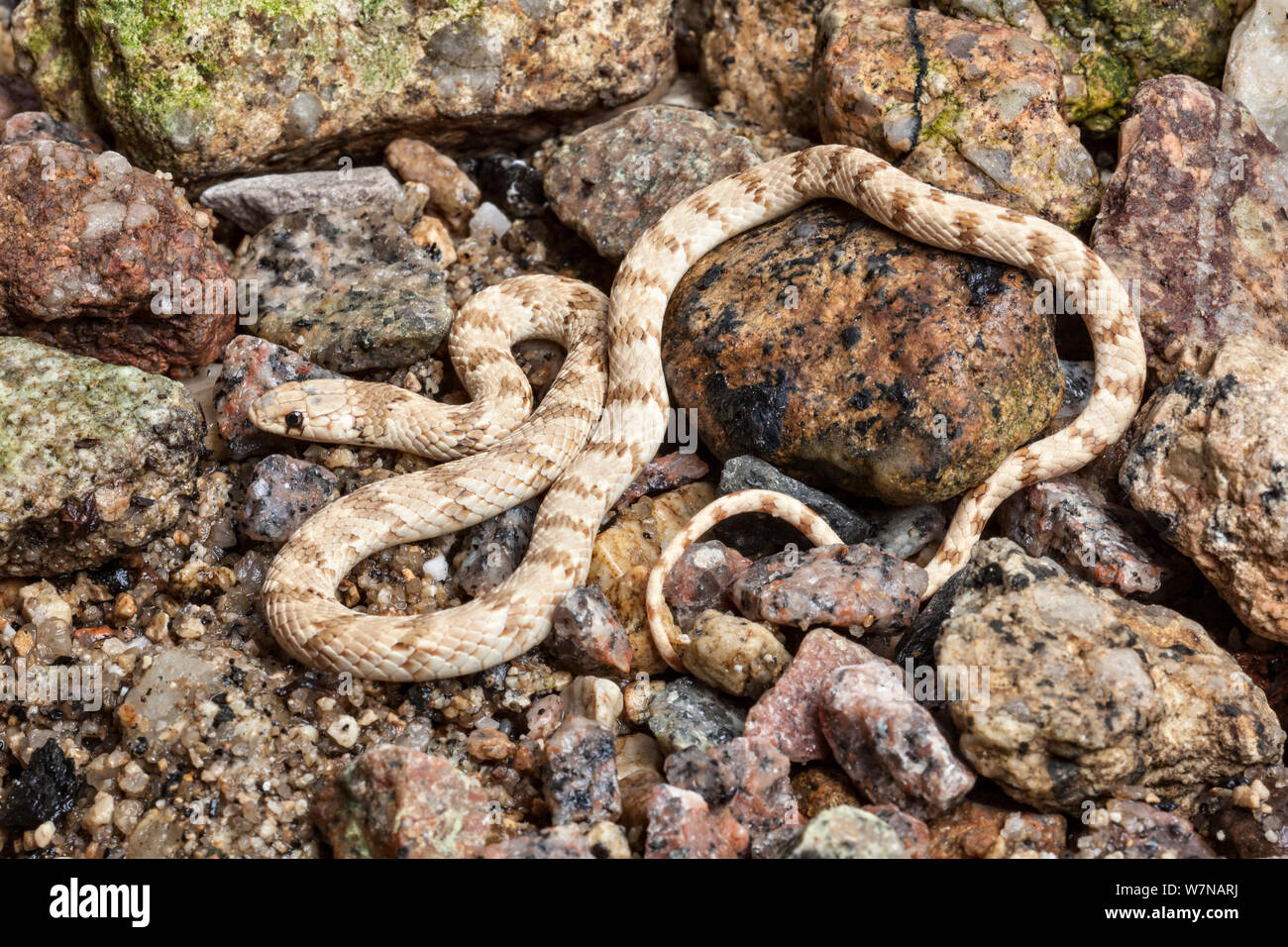 Crowned dwarf snake (Eirenis coronella), captive,  native to Egypt Stock Photo
