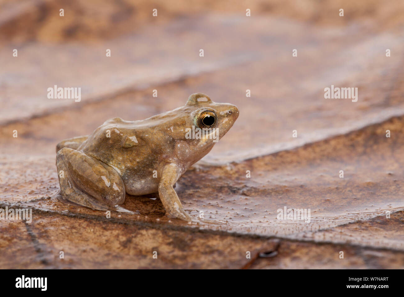Ahl's river frog (Phrynobatrachus latifrons), captive, native to West Africa Stock Photo