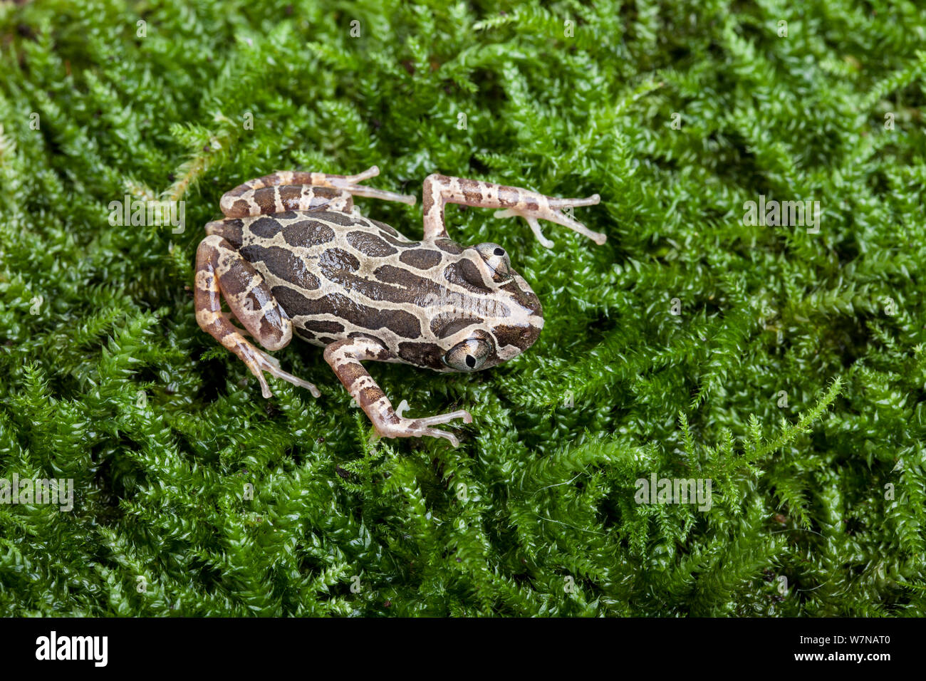 Cochran's running frog (Kassina cochranae), captive, native to West Africa Stock Photo