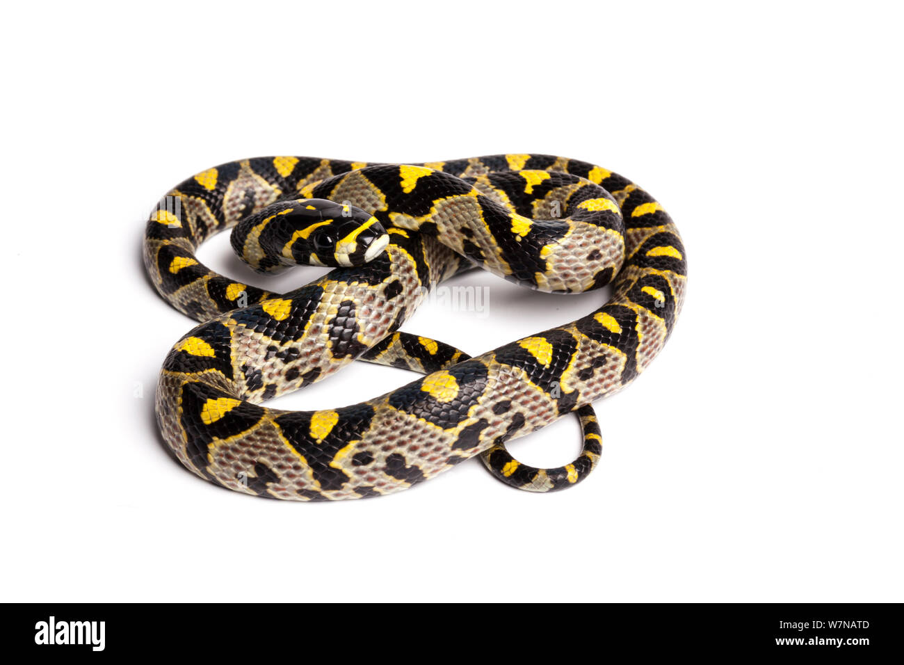 Mandarin rat snake (Euprepiophis mandarinus), captive, occurs Asia Stock Photo