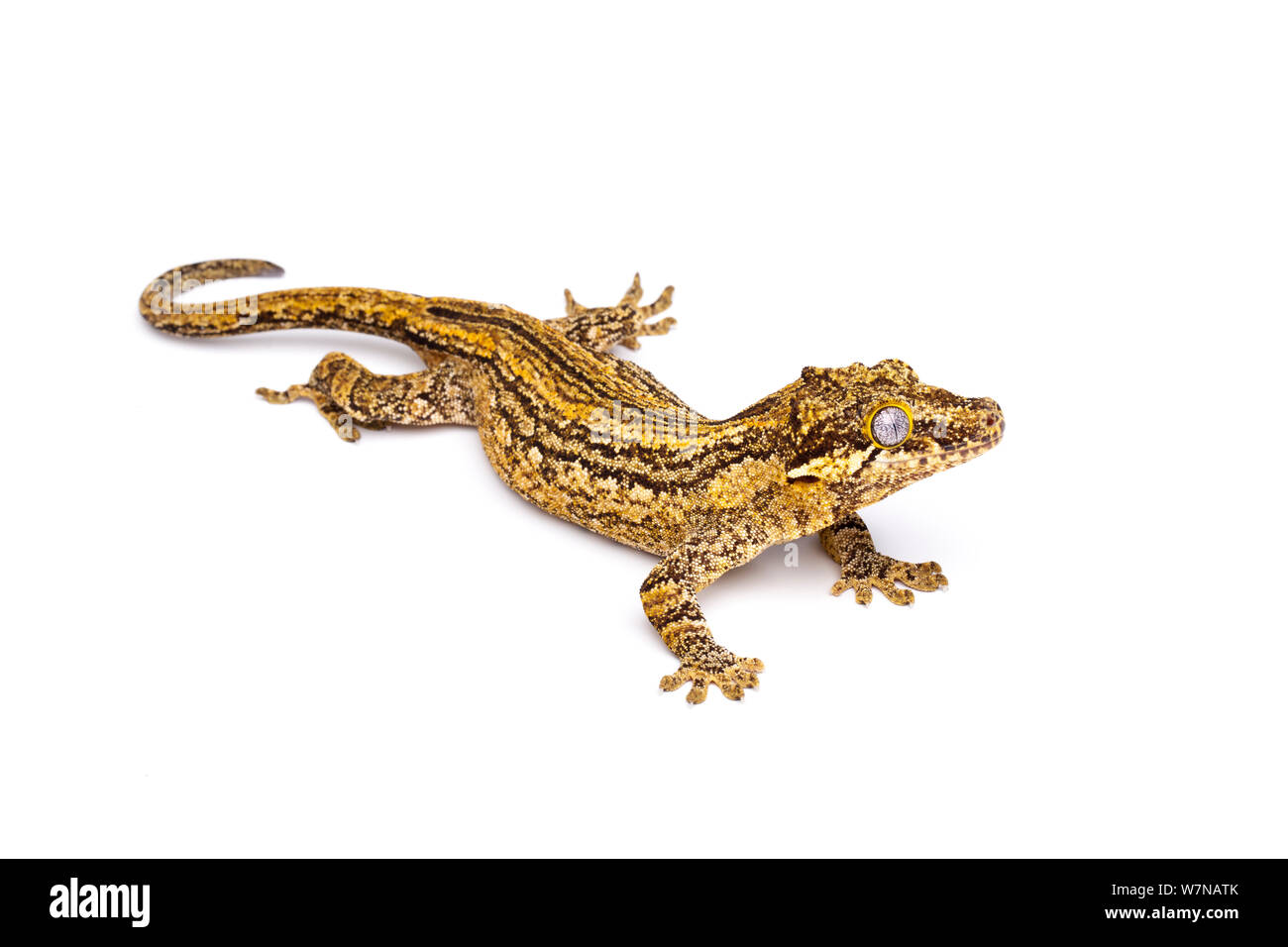 Gargoyle Gecko (Rhacodactylus auriculatus), captive, occurs New Caledonia) Stock Photo