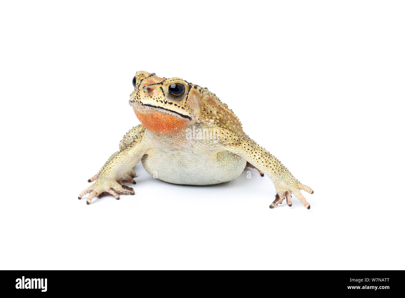 Asian Common toad (Duttaphrynus melanostictus), male in breeding coloration, captive, occurs South Asia Stock Photo