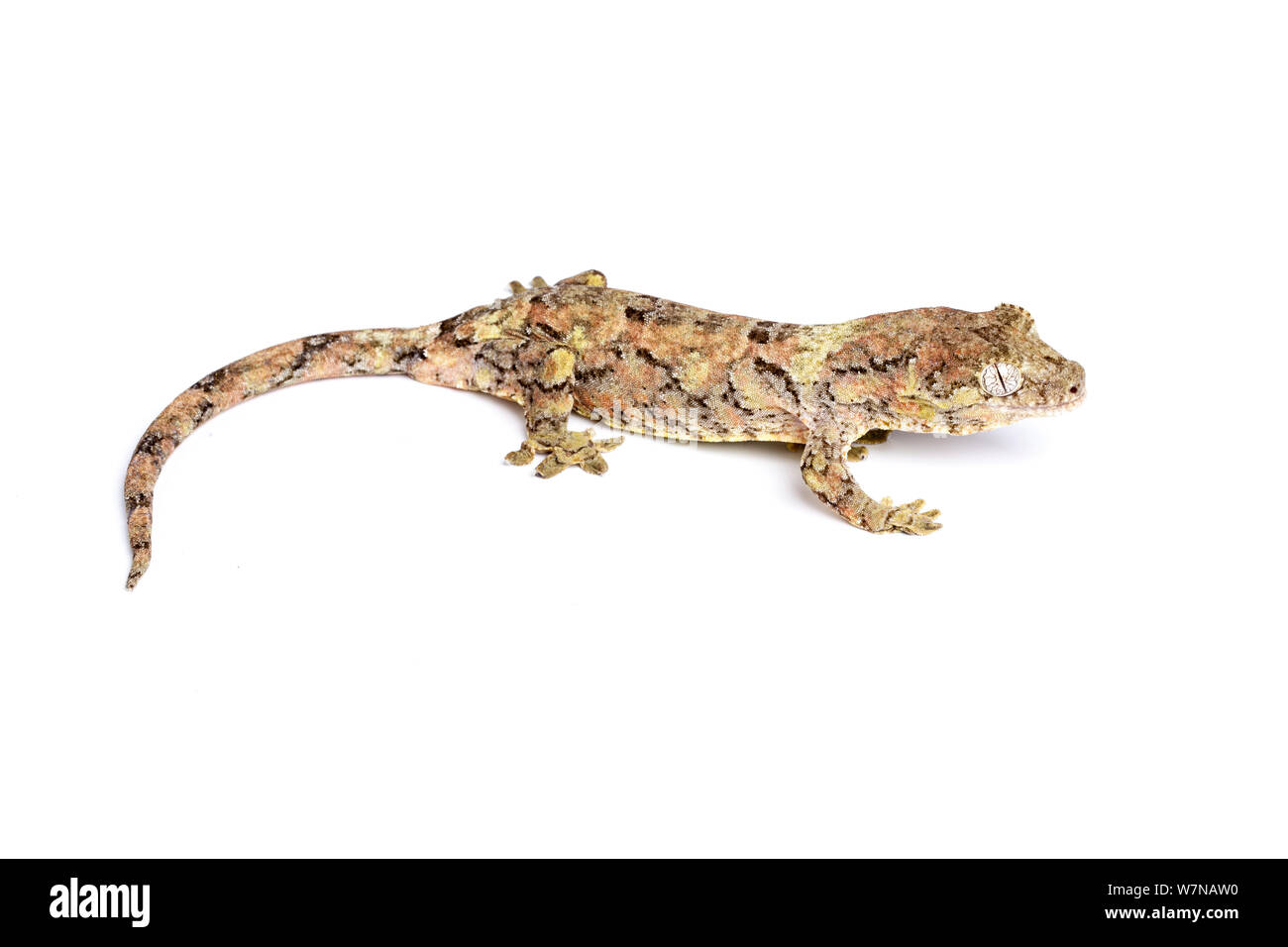 Bavay's Giant Gecko / Mossy gecko (Miniarogekko chahoua), captive, occurs New Caledonia Stock Photo