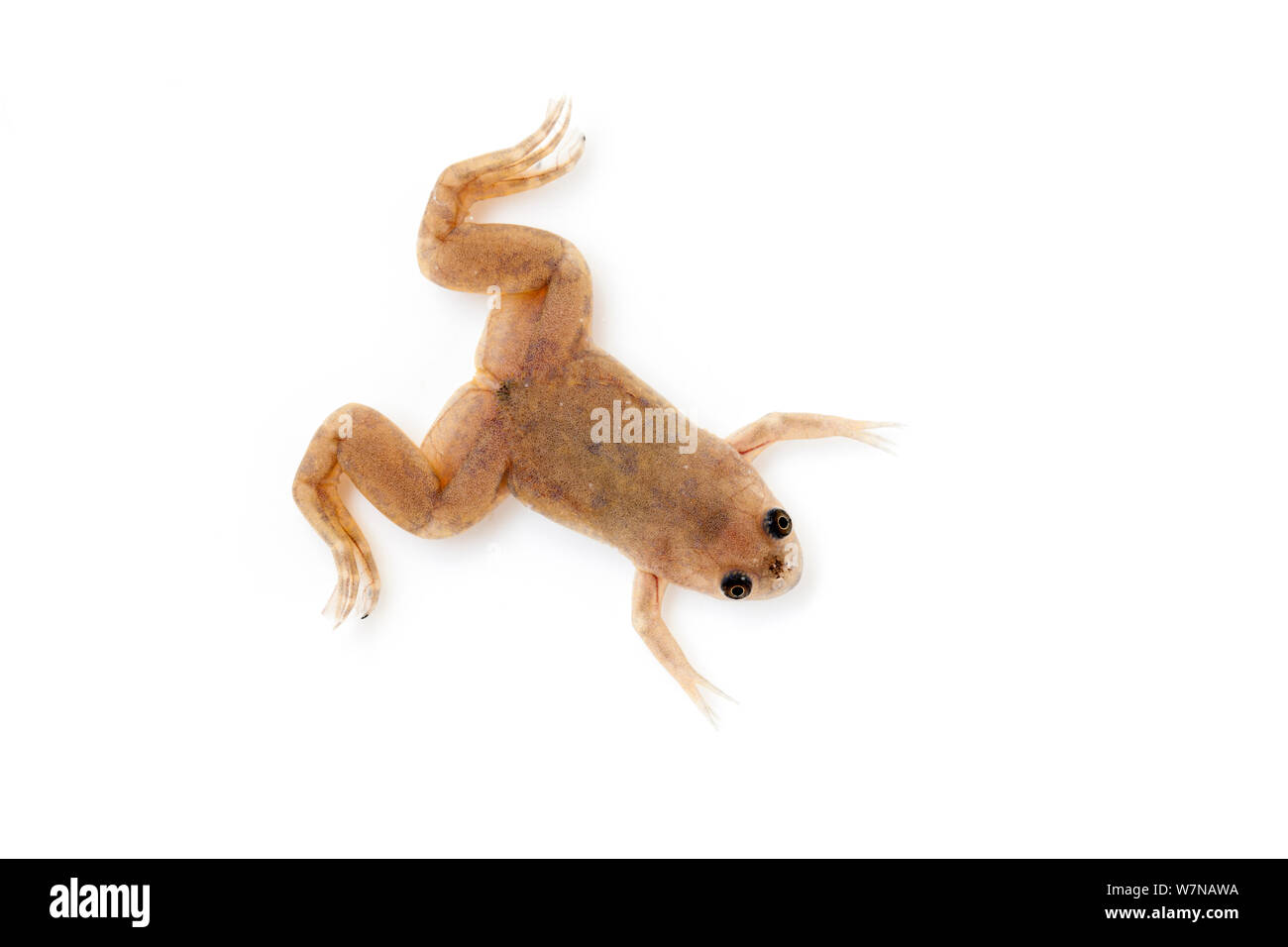 African clawed toad (Xenopus laevis), captive, occurs Africa Stock Photo
