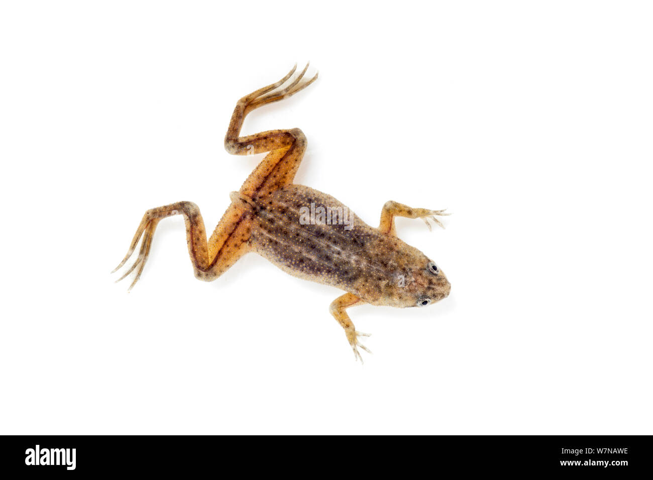 Congo dwarf clawed frog (Hymenochirus boettgeri), captive, occurs Central Africa Stock Photo