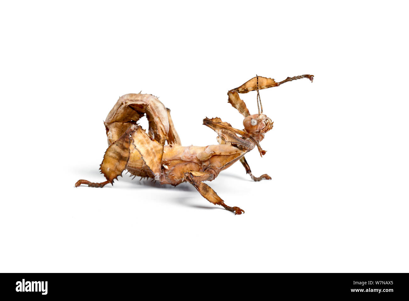 Mclay Stick Insect Macleay's spectre stick insect (Extatosoma tiaratum), captive, occurs ...