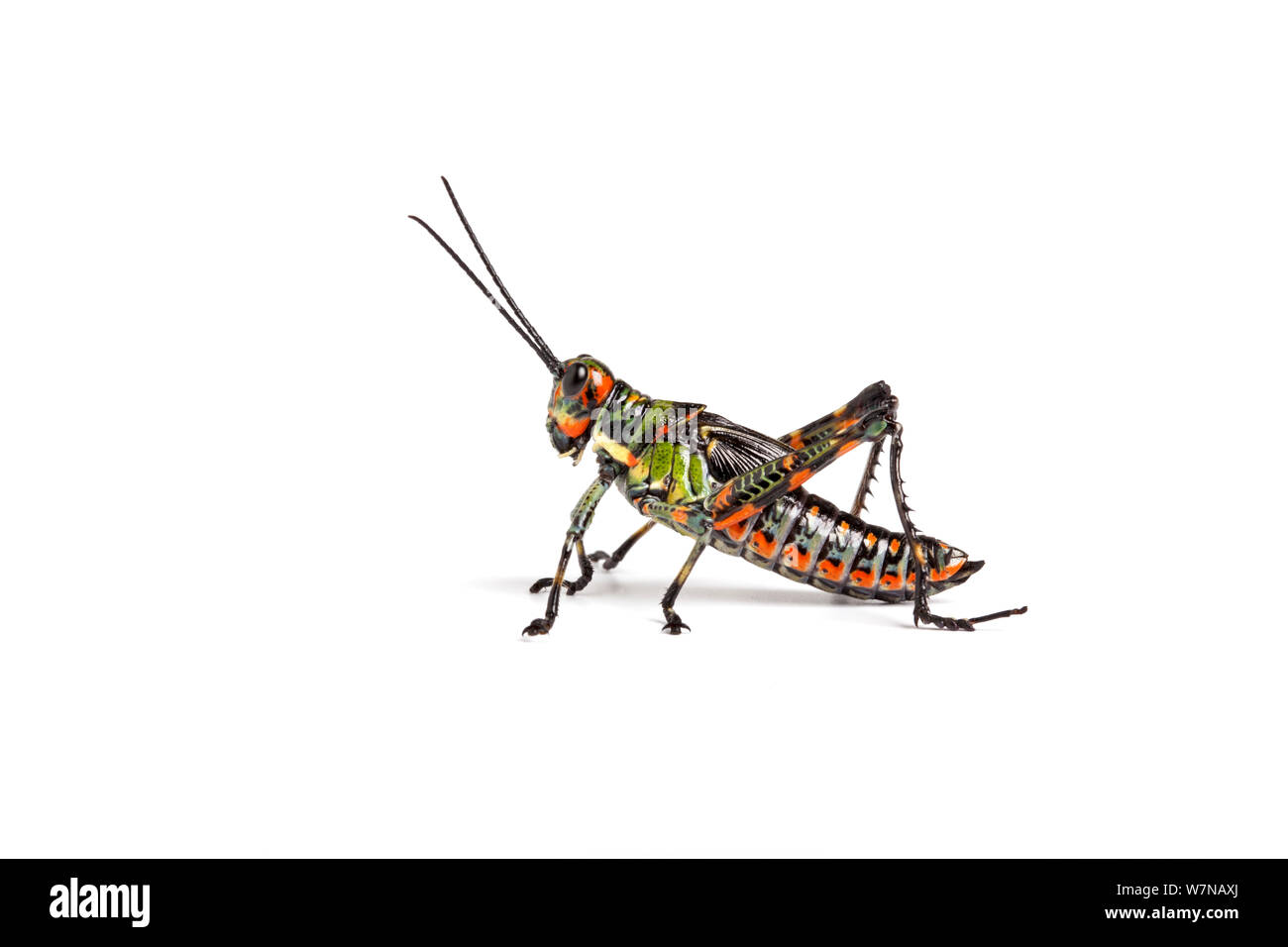 Ecuadorian lubber grasshopper (Chromacris psittacus pacificus), captive, occurs Ecuador. Stock Photo