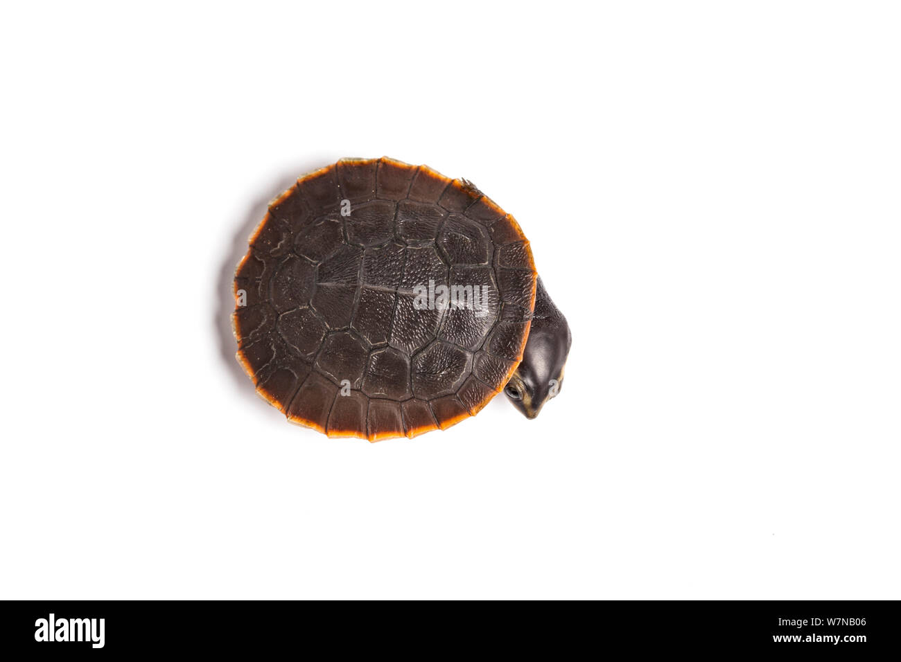 Red bellied short neck turtle (Emydura subglobosa), captive, from New Guinea Stock Photo