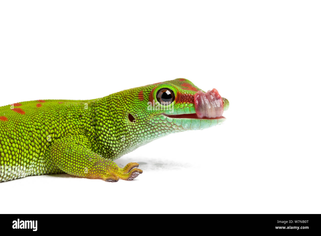 Giant day gecko (Phelsuma grandis), cleaning eye with tongue, captive, occurs Madagascar Stock Photo