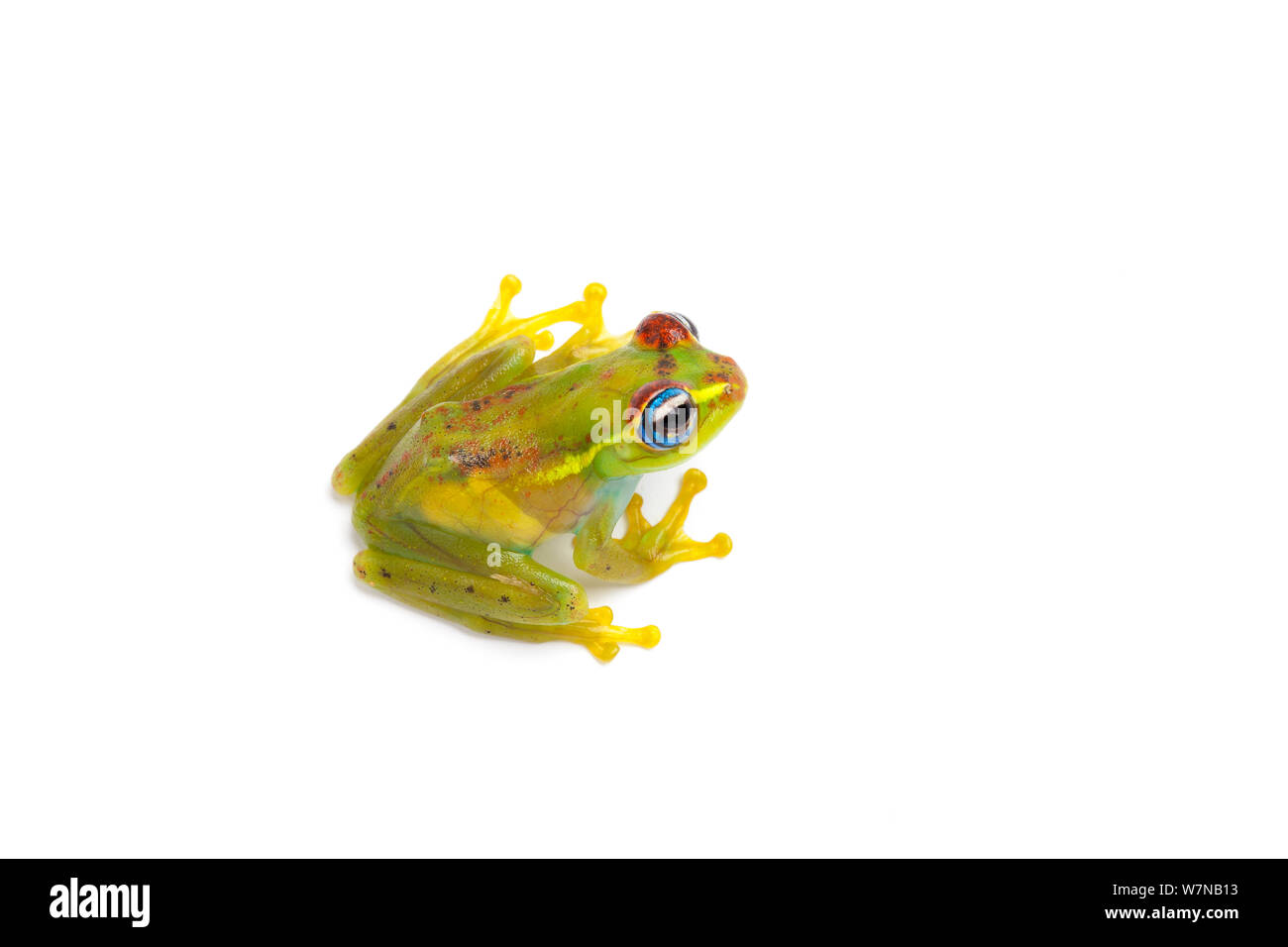 Central bright-eyed frog (Boophis rappoides), captive, occurs Madagascar. Stock Photo