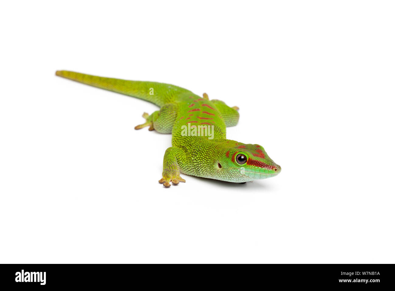 Giant day gecko (Phelsuma grandis), captive, occurs Madagascar Stock Photo