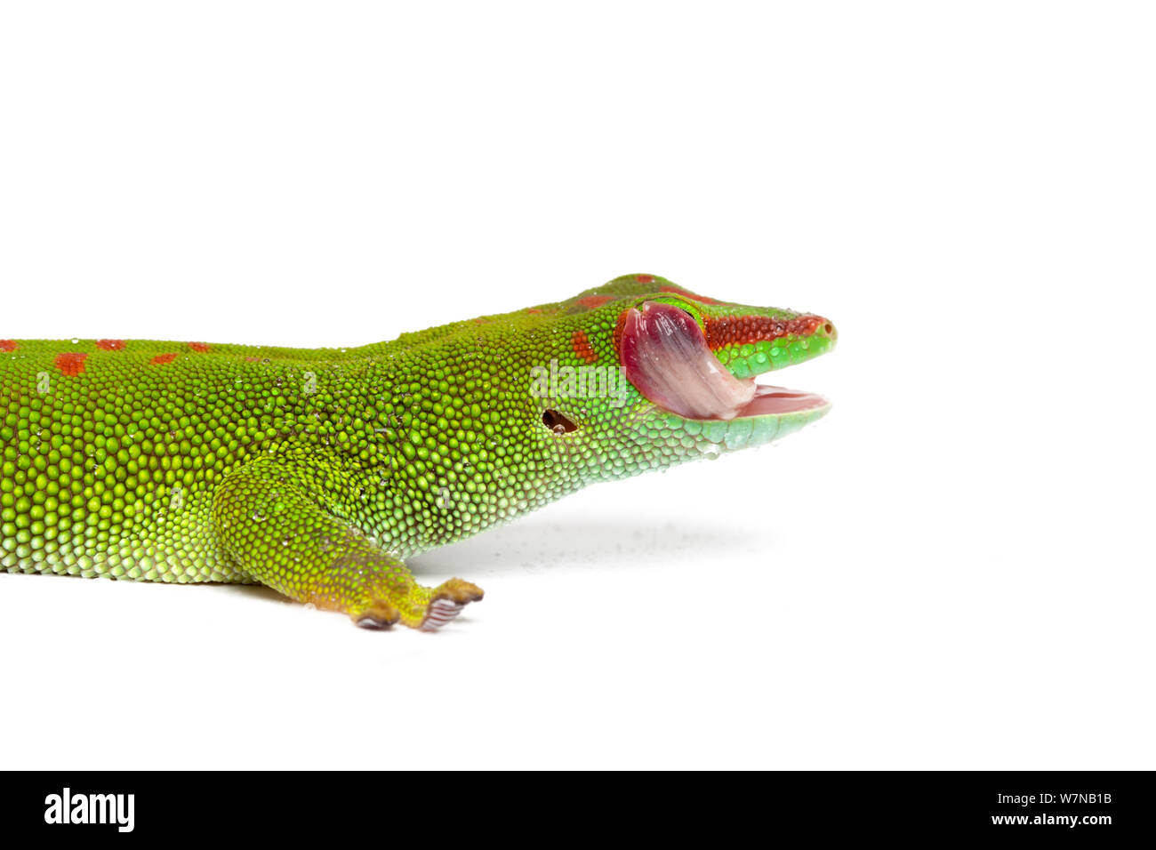 Giant day gecko (Phelsuma grandis), cleaning eye with tongue, captive, occurs Madagascar. Stock Photo