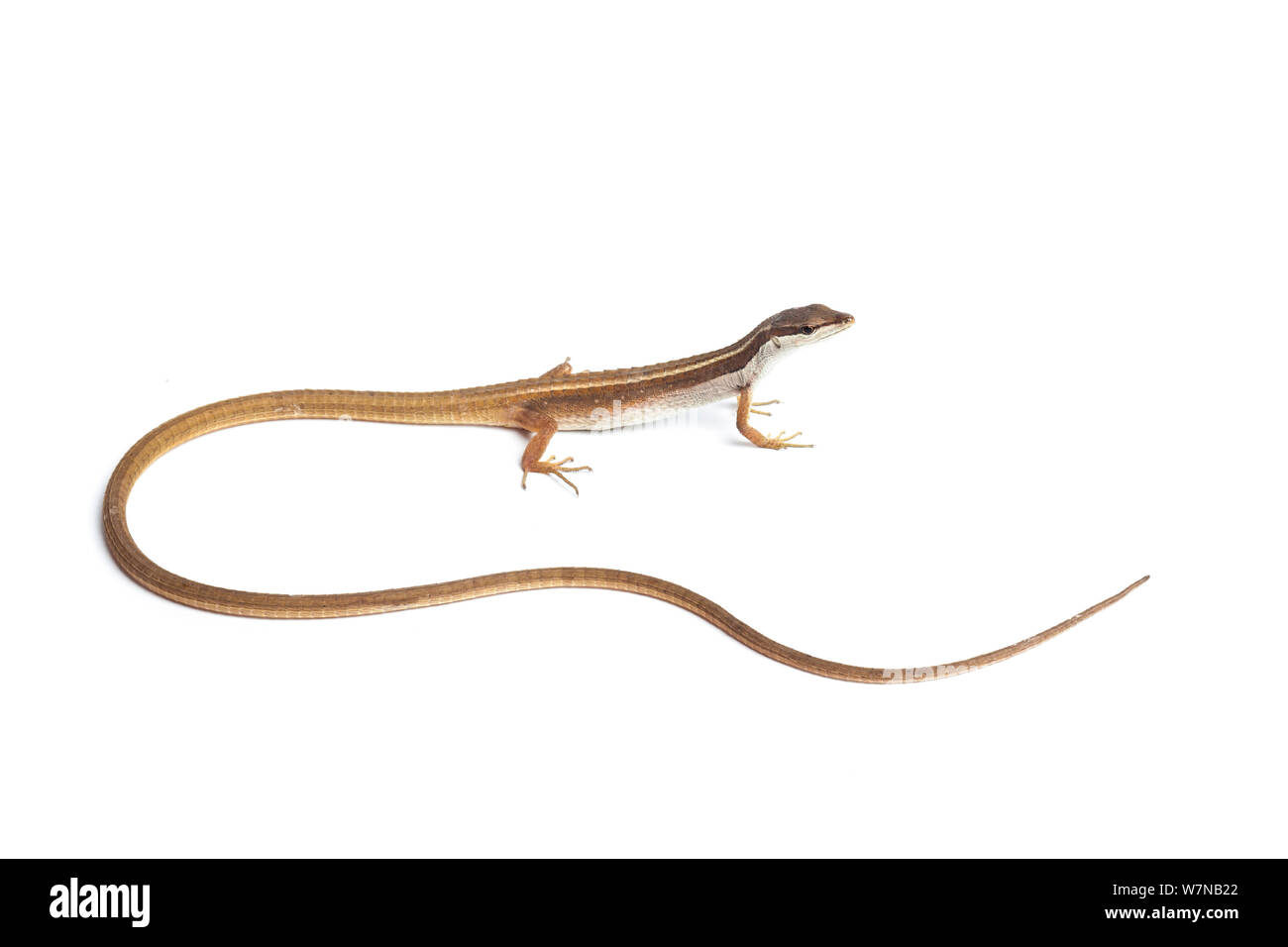 Six-lined long-tailed lizard (Takydromus sexlineatus), captive, occurs South East Asia Stock Photo