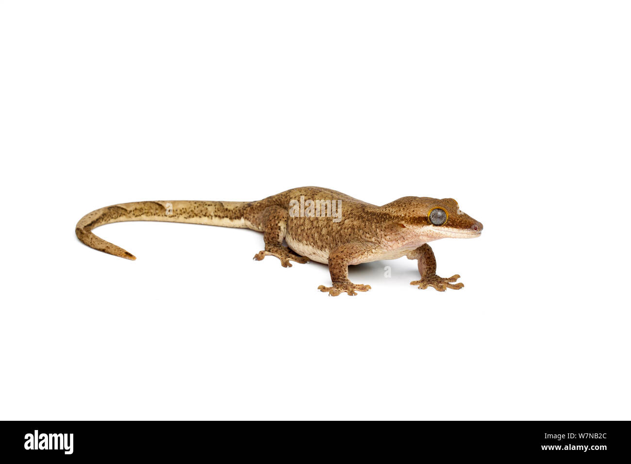Roux's giant gecko (Correlophis sarasinorum), captive, occurs New Caledonia. Stock Photo