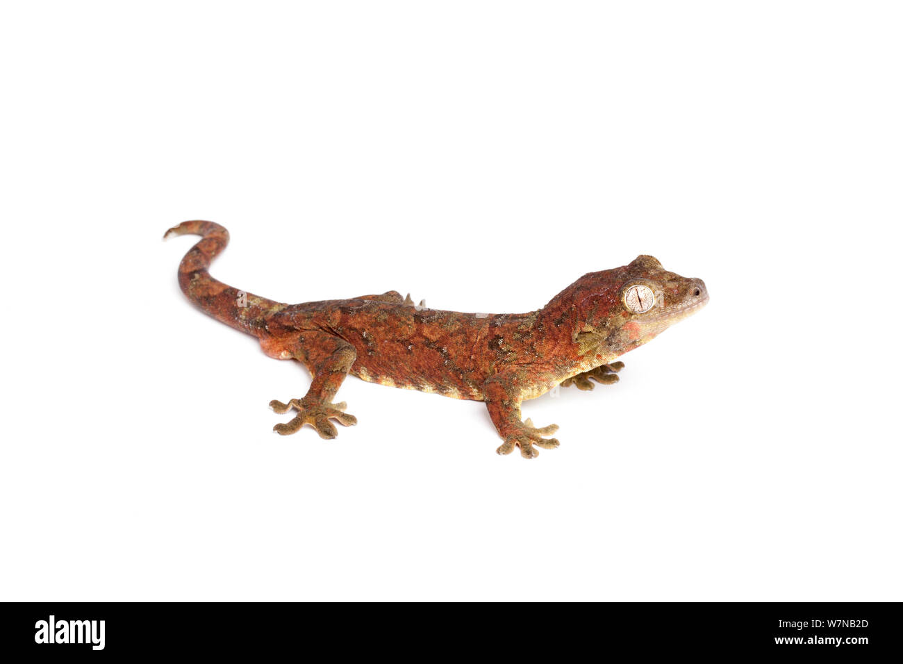 Bavay's Giant Gecko (Mniarogekko chahoua ), captive, occurs New Caledonia Stock Photo