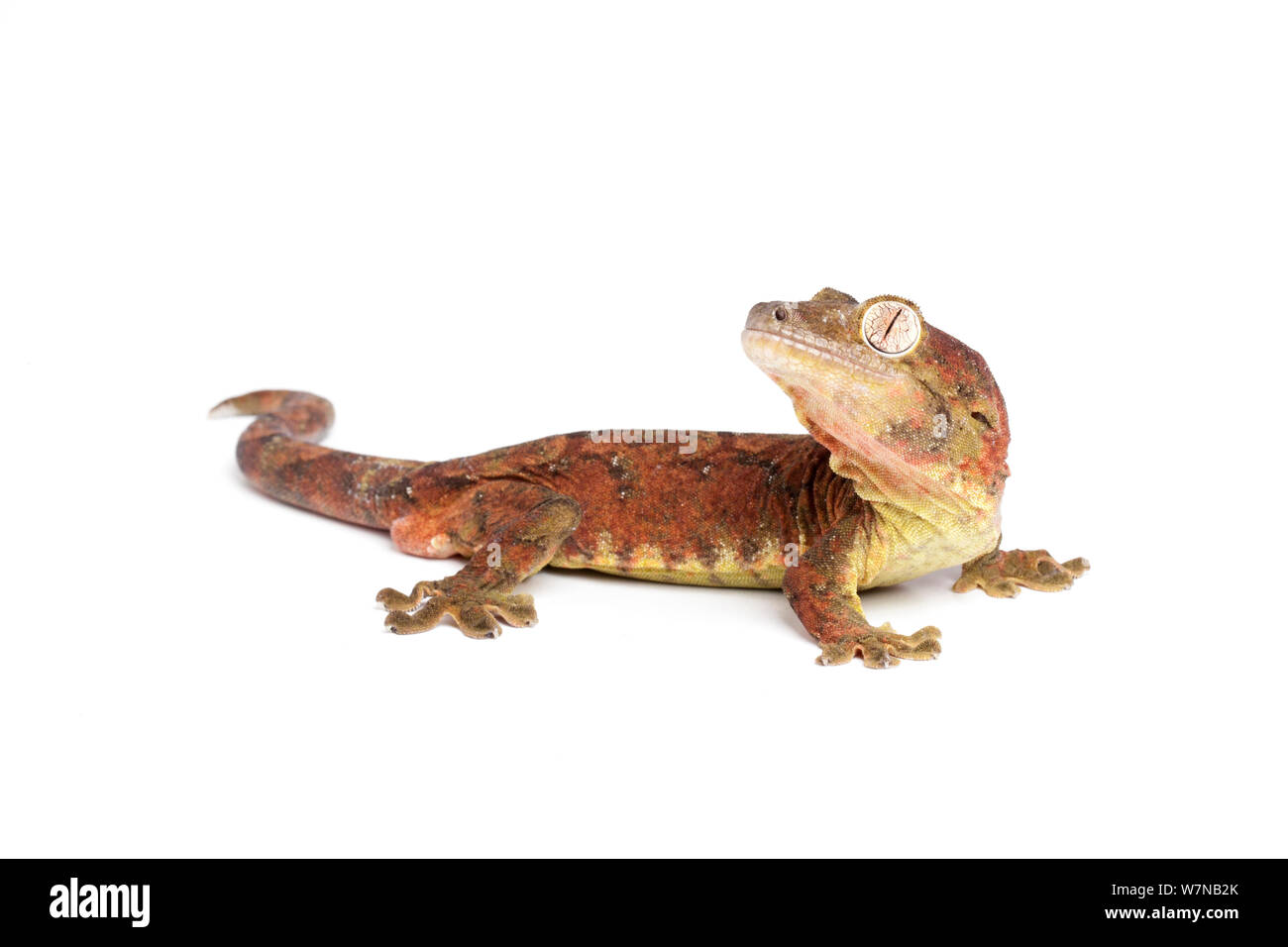Bavay's Giant Gecko (Mniarogekko chahoua), captive, occurs New Caledonia Stock Photo