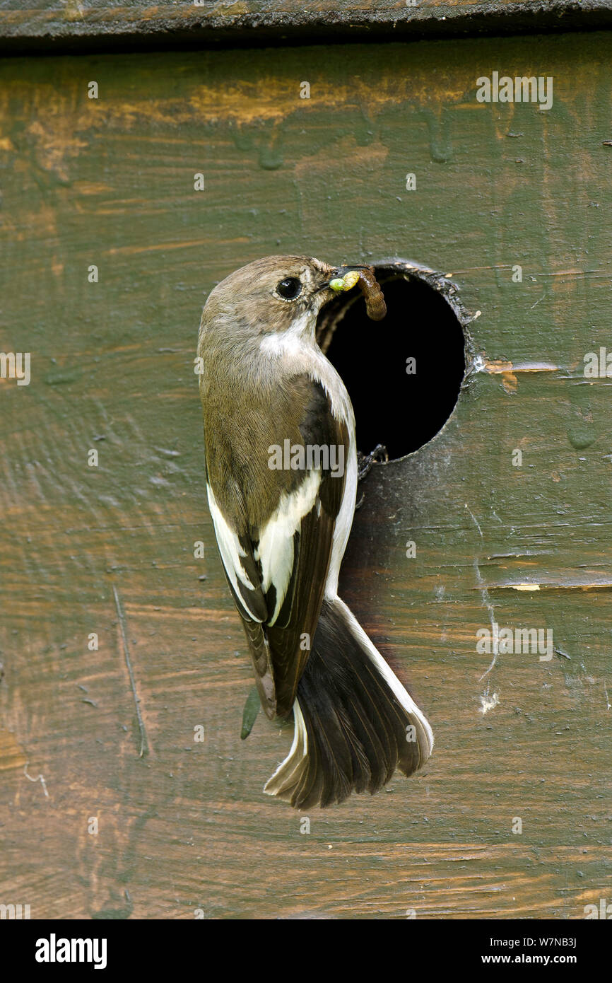 Pied Flycatcher (Ficedula hypoleuca) female at nest box with food, Wales, UK, June Stock Photo