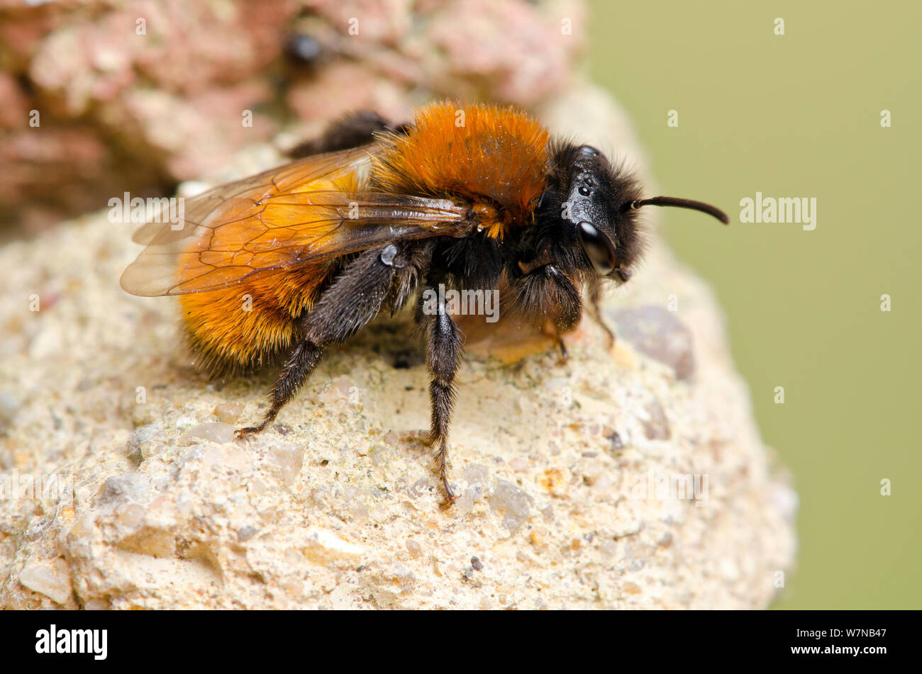 Tawny Mining Bee (Andrena fulva) resting on masonary in garden, Hertfordshire, England, UK, May Stock Photo