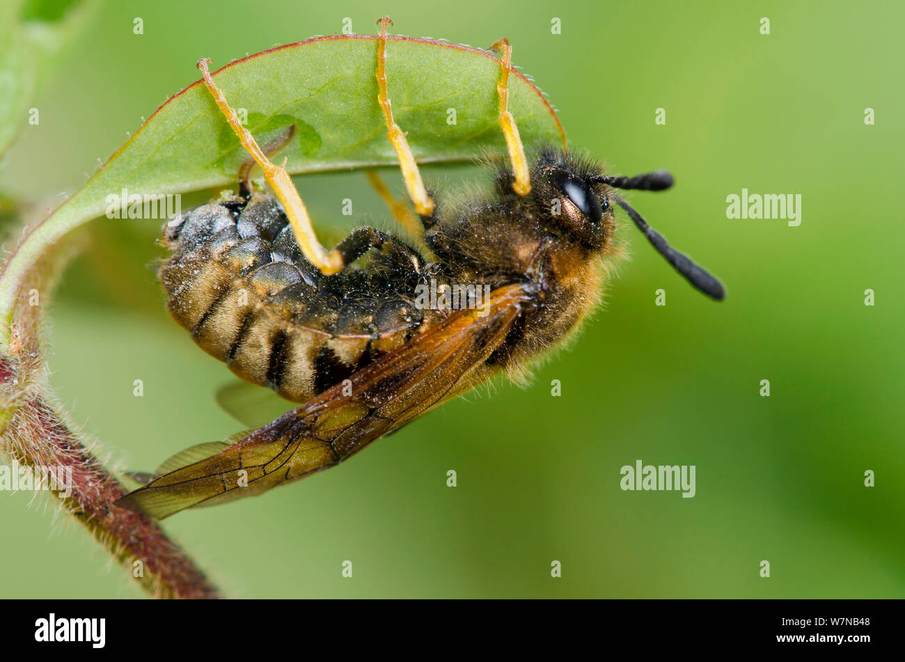 Sawfly (Abia lonicerae) ovipositing on underside of honeysuckle leaf,  Hertfordshire, England, UK, April Stock Photo - Alamy