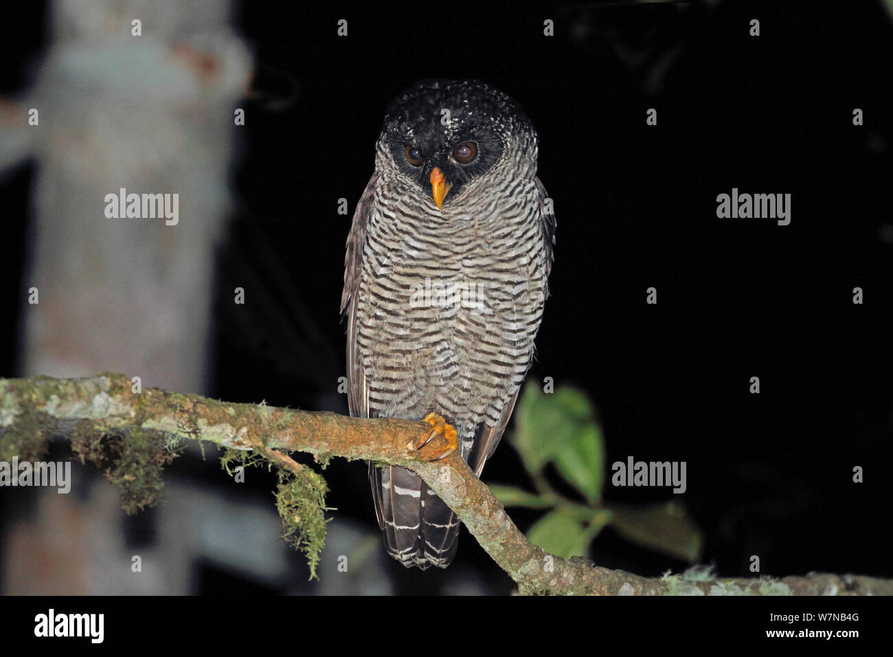 Black and white owl (Strix nigrolineata) perched on branch looking for moths, Mindo, Equador Stock Photo