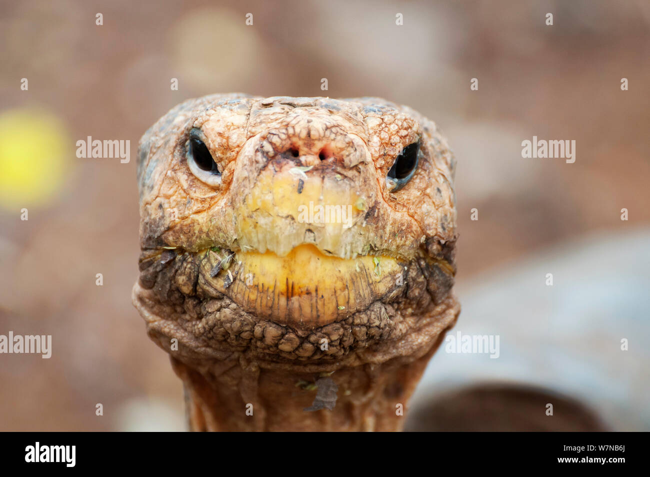 Hood island giant tortoise (Chelonoidis nigra hoodensis) used for breeding program since 1960s, Tortoise Breeding Centre, Puerto Ayora, Santa Cruz Island, Galapagos Islands, Ecuador, Critically endangered species Stock Photo