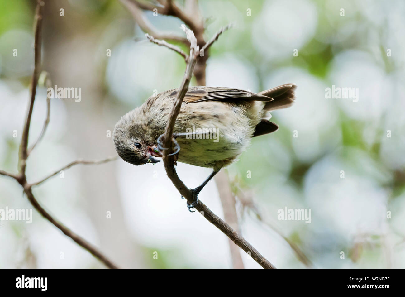 Medium tree finch (Camarhynchus pauper) foraging in Scalesia forest canopy, by peeling bark in search of insects. Cerro Paja, Floreana Island, Galapagos Islands, Ecuador, June. Stock Photo