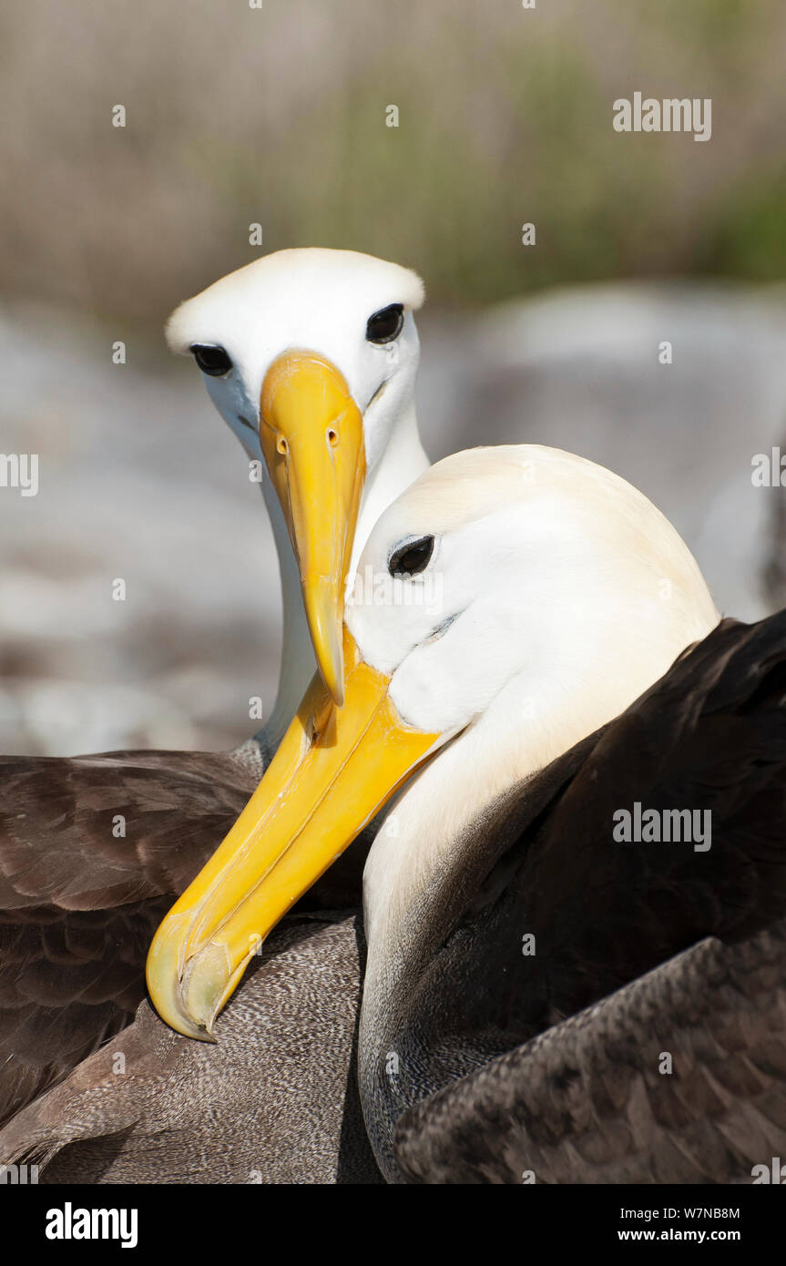 Waved Albatross Phoebastria Irrorata Courting Pair Rubbing Beaks In A