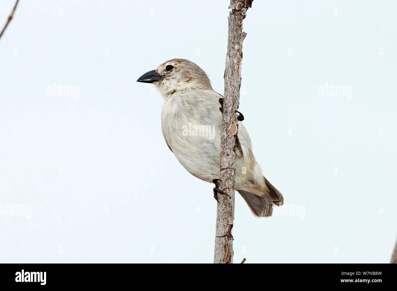 Woodpecker finch (Camarhynchus pallidus) with dark beak showing