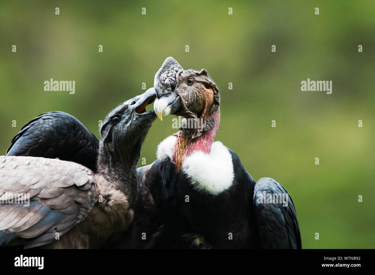 Andean condors (Vultur gryphus) wild birds visiting captives in