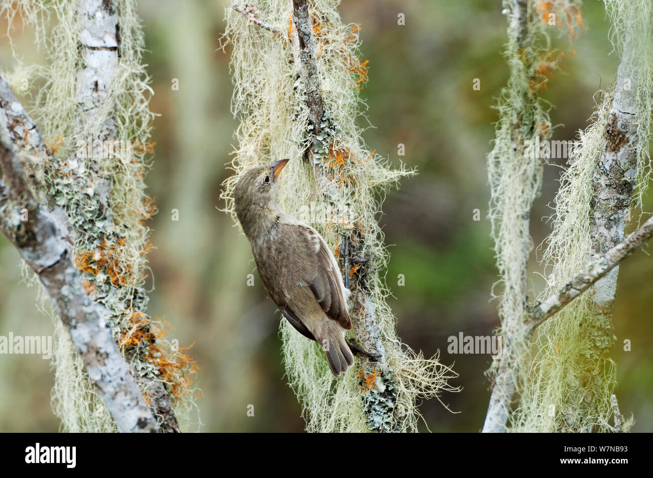 Woodpecker finch (Camarhynchus pallidus) foraging for insects by